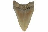 Fossil Megalodon Tooth - North Carolina #219354-1